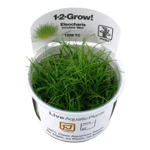 Eleocharis pusilla 'Mini' Tissue Culture by Tropica