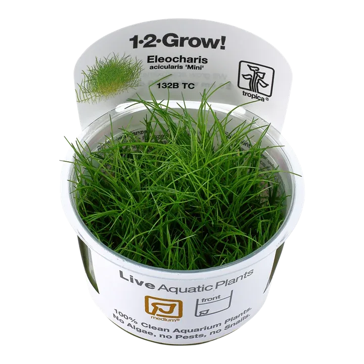 Eleocharis pusilla 'Mini' Tissue Culture by Tropica