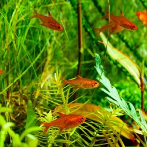 Ember Tetra (Hyphessobrycon amandae)