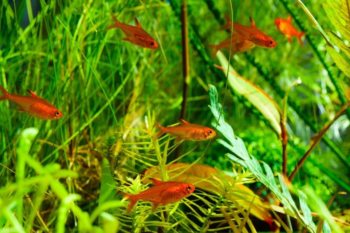 Ember Tetra (Hyphessobrycon amandae)