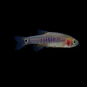 Emerald Dwarf Rasbora