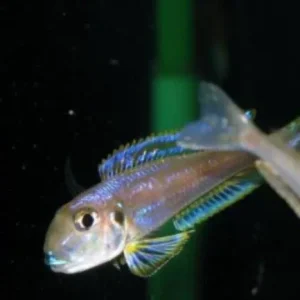 Enantiopus kilesa