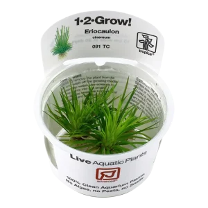 Eriocaulon cinereum Tissue Culture by Tropica