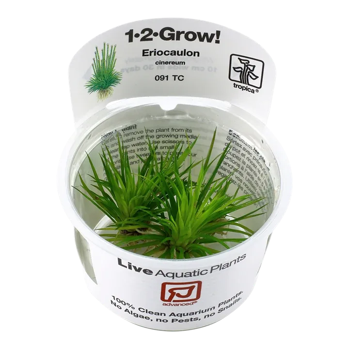 Eriocaulon cinereum Tissue Culture by Tropica