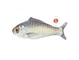 Ethical Pet Fanatic Fish Teaser Wand Asstd - Image 2