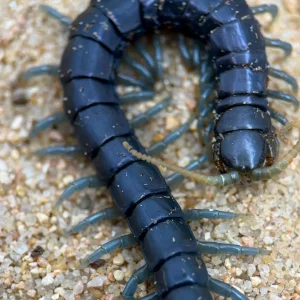 Ethmostigmus sp. 'Borneo Blue' – Borneo Blue Centipede | Electric Blue Giant Centipede | TDE