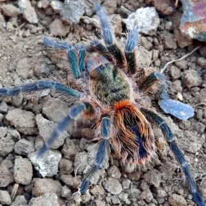 Euathlus sp Smaragd Tiger – Chilean Emerald Tiger | Metallic Green Striped Beauty | Live Arrival Guarantee | TDE