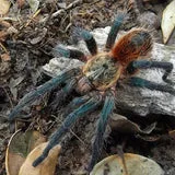 Euathlus sp Smaragd Tiger – Chilean Emerald Tiger | Metallic Green Striped Beauty | Live Arrival Guarantee | TDE - Image 2
