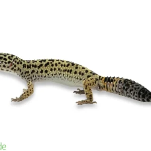 Eublepharis macularius (Captive Bred) | Leopard Gecko