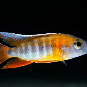 Eureka Red Peacock Cichlid