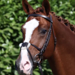 Exercise/Racing Bridle with Grackle Dark Havana