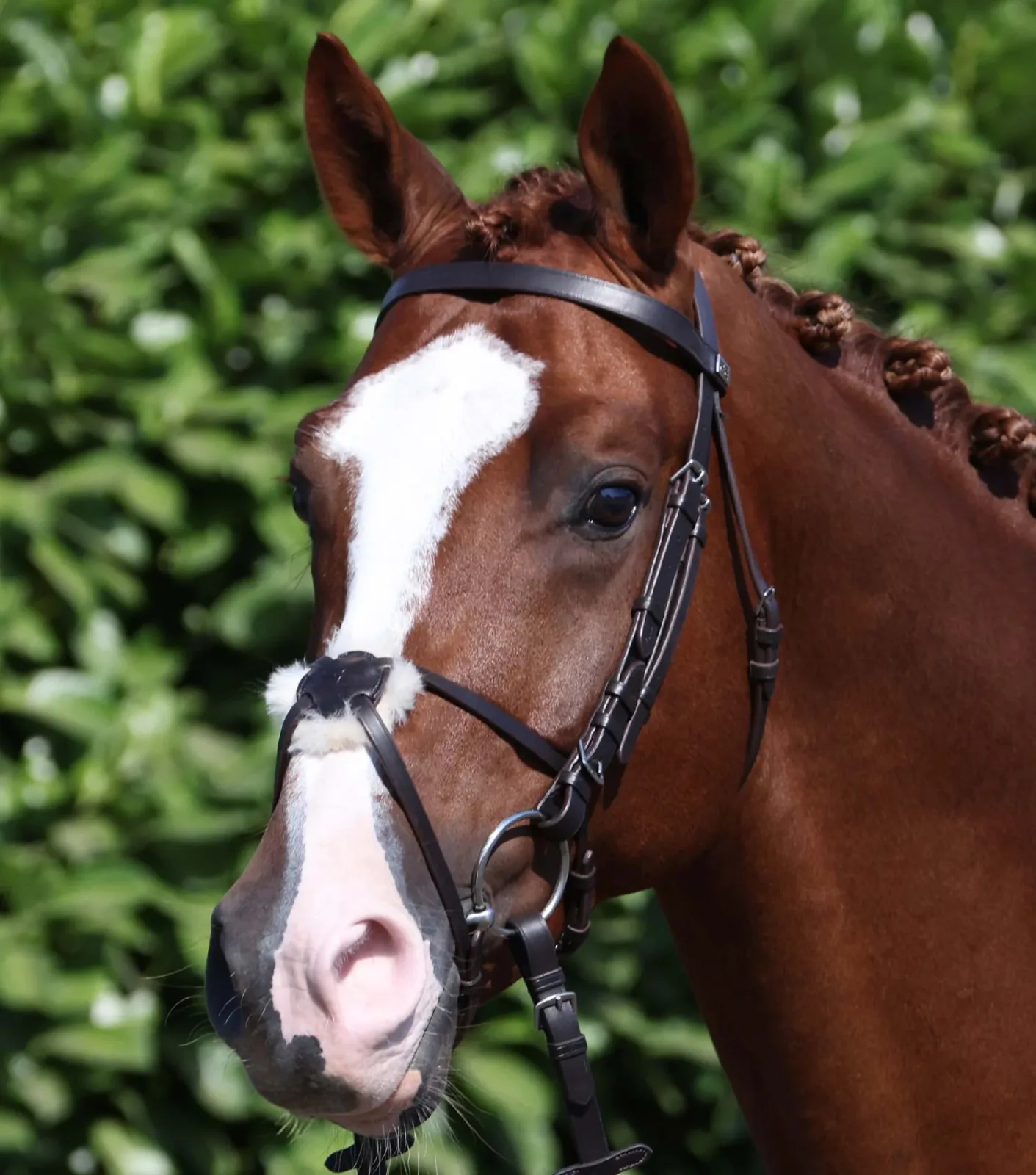 Exercise/Racing Bridle with Grackle Dark Havana