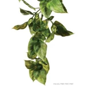 Exo Terra Amapallo, Small