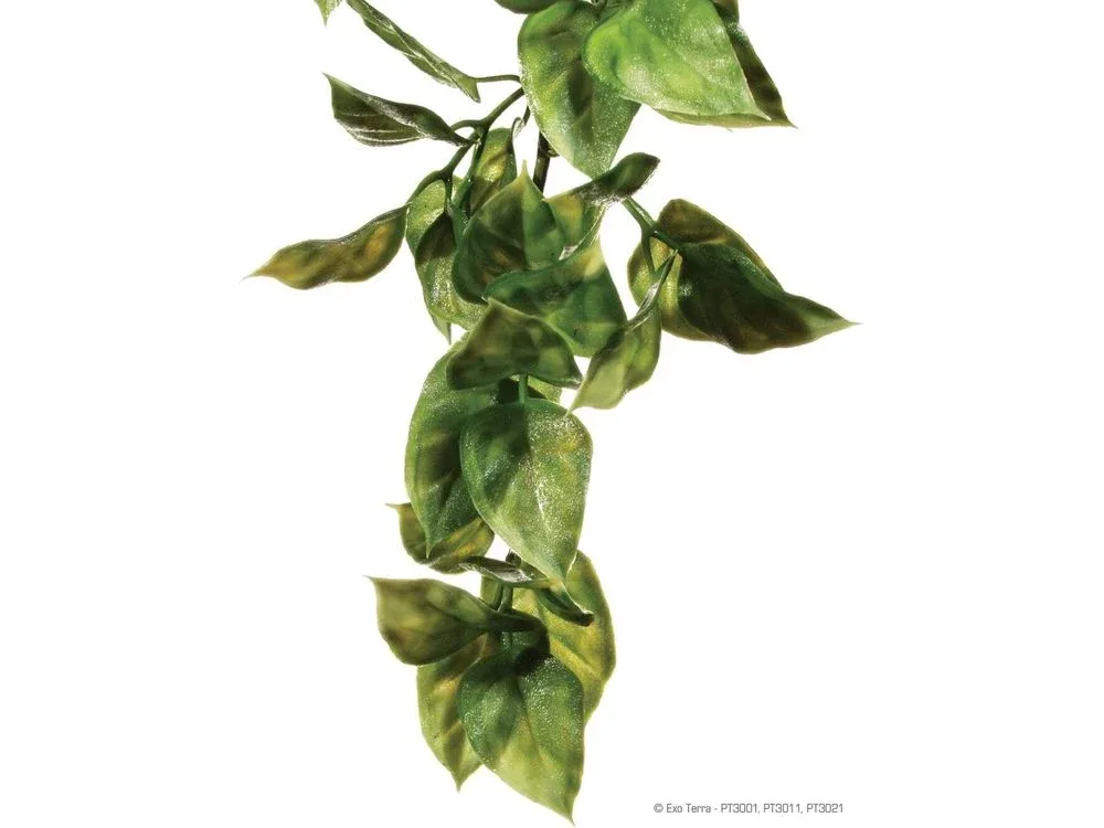Exo Terra Amapallo, Small