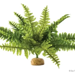Exo Terra Boston Fern, Medium