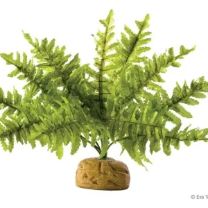 Exo Terra Boston Fern, Small