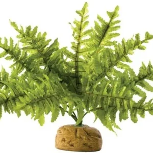 Exo Terra Boston Fern Terrarium Plant