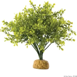 Exo Terra Boxwood Bush