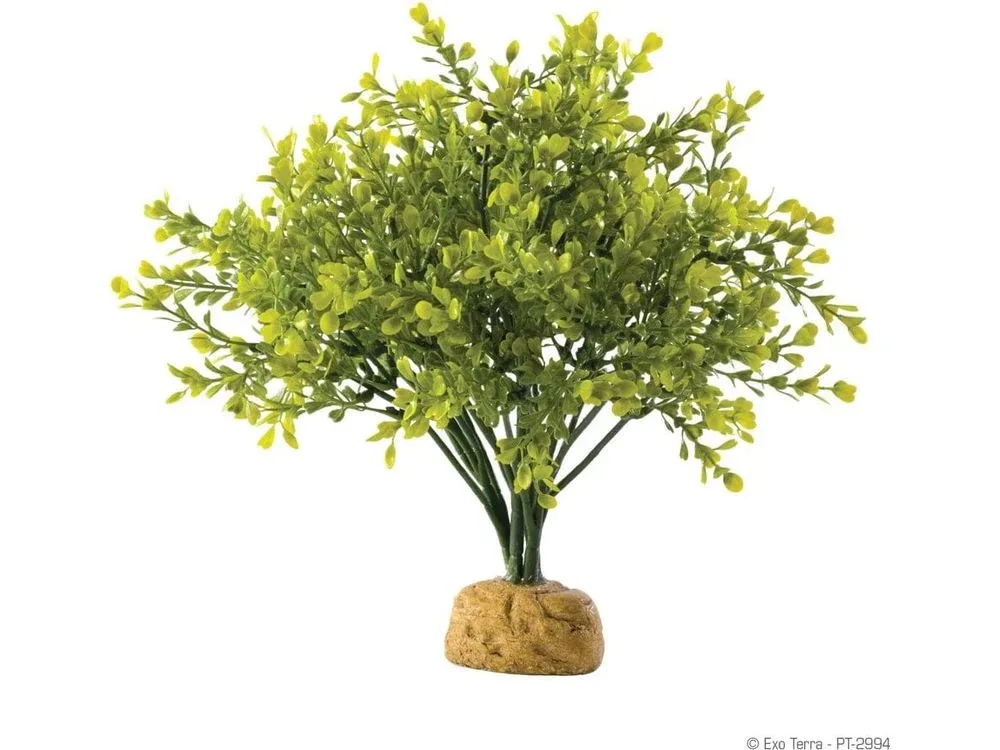 Exo Terra Boxwood Bush
