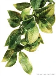 Exo Terra Plastic Plant Small Mandarin Pt3002{L+7}