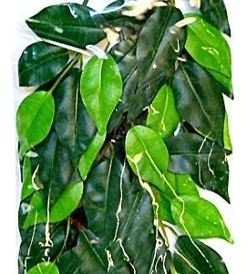 Exo-Terra Silk Ficus Forest Plant