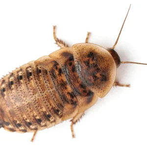 Extra Large 1.25" Dubia FREE SHIPPING