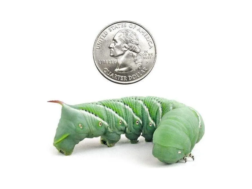 Extra Large Hornworms - Image 2