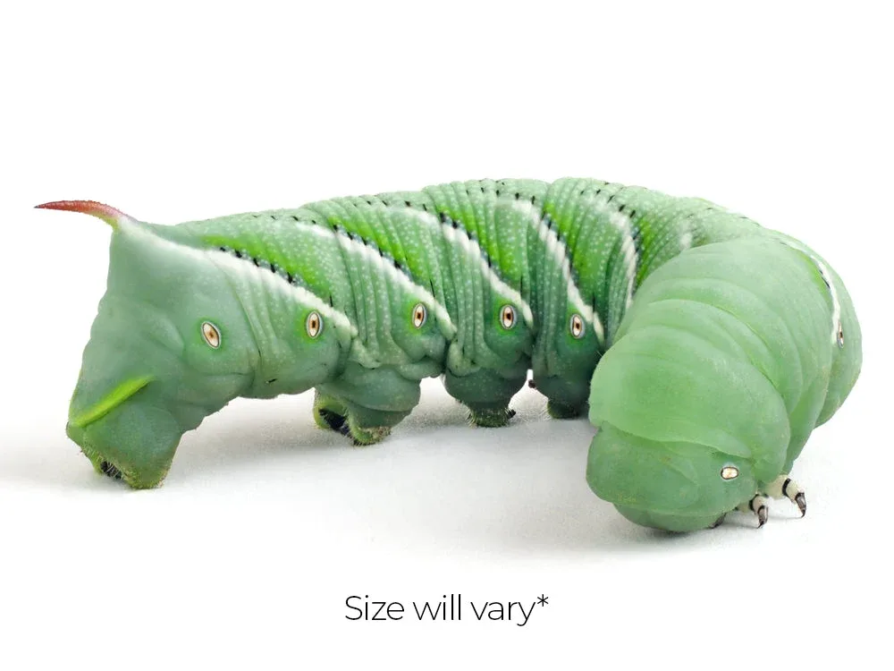 Extra Large Hornworms