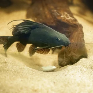 Featherfin Squeaker Catfish
