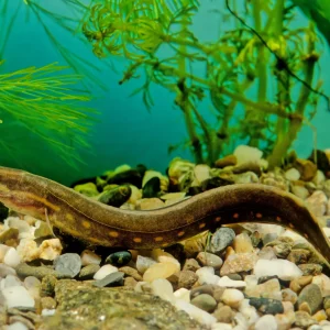 Fire Eel