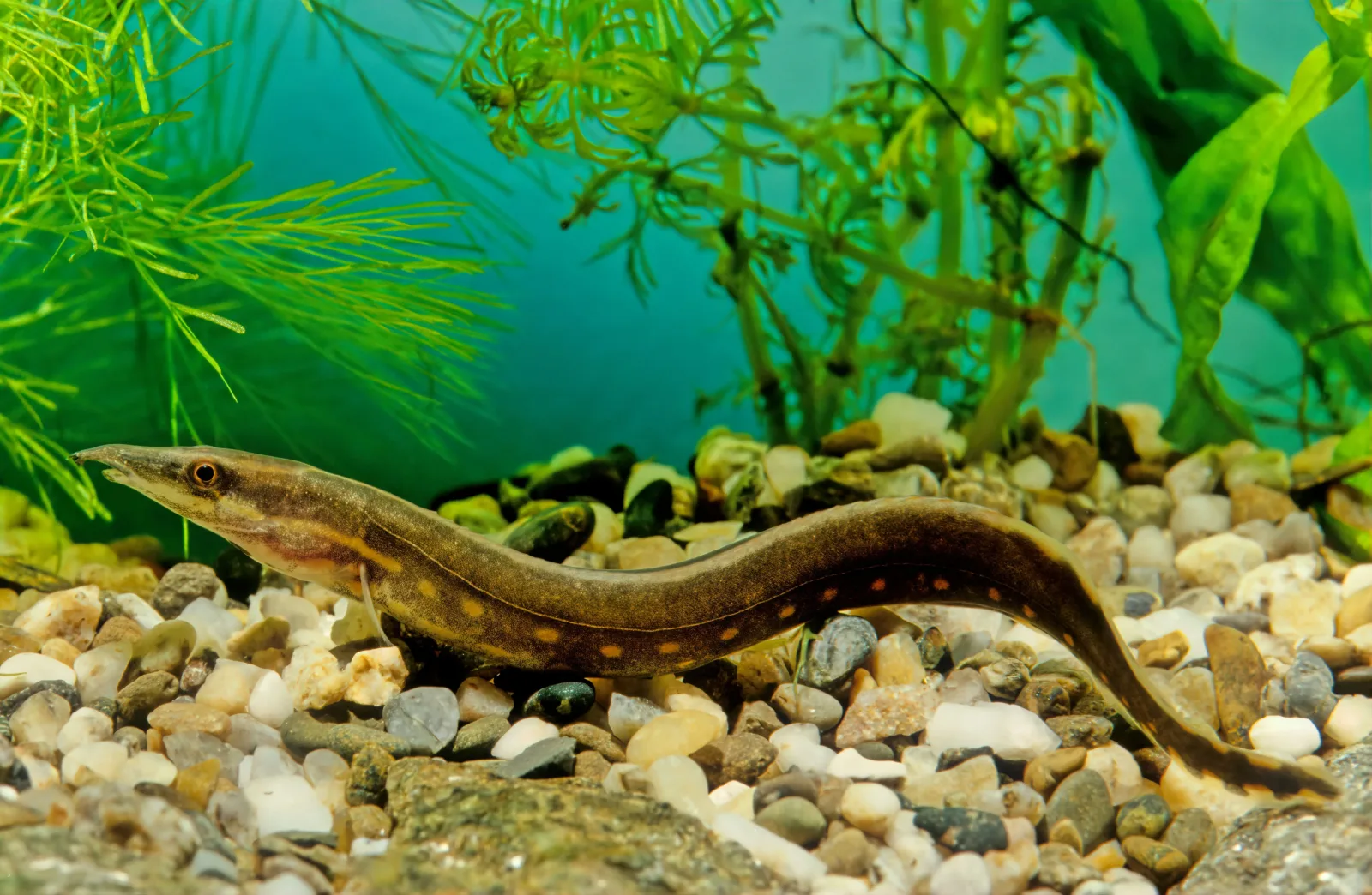 Fire Eel