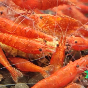 Fire Red Shrimp
