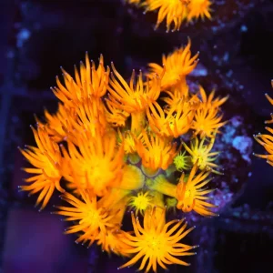 Firecracker Goniopora Coral WYSIWYG - SAQ Coral Farm