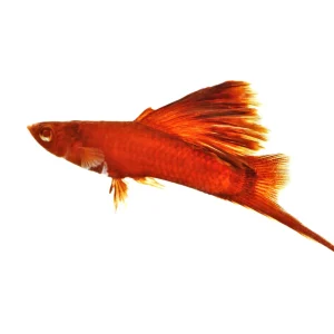 Firecracker Hi-fin Swordtail