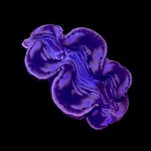 First Grade Purple Maxima Clam 1.5"+ - SAQ Coral Farm