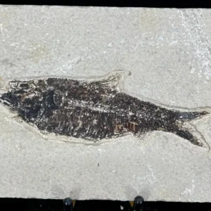 Fish Fossil - Knightia Eoceana