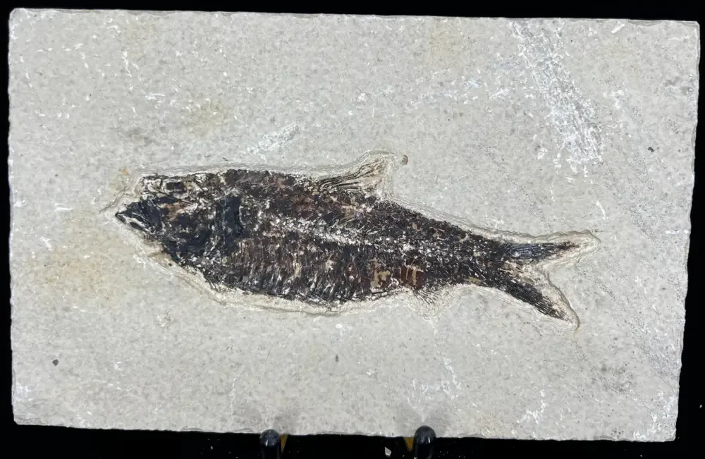 Fish Fossil - Knightia Eoceana