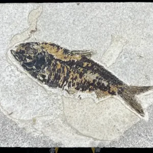 Fish Fossil - Knightia Eoceana