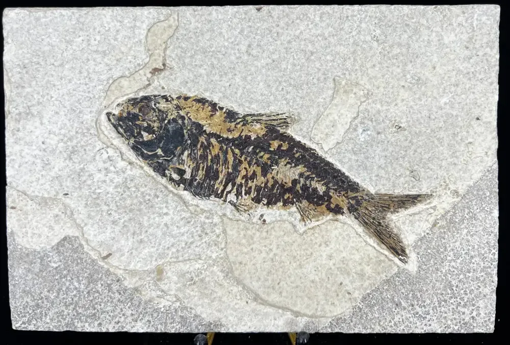 Fish Fossil - Knightia Eoceana