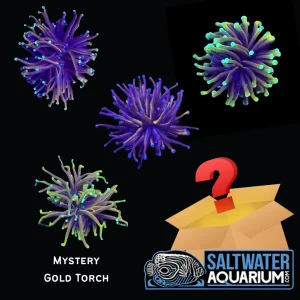 (Five Pack) Mystery Gold Torch (3/4" - 2") 1-2 Heads - SAQ Coral Farm