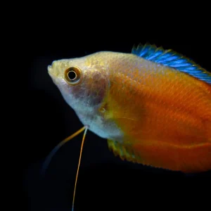 Flame Dwarf Gourami