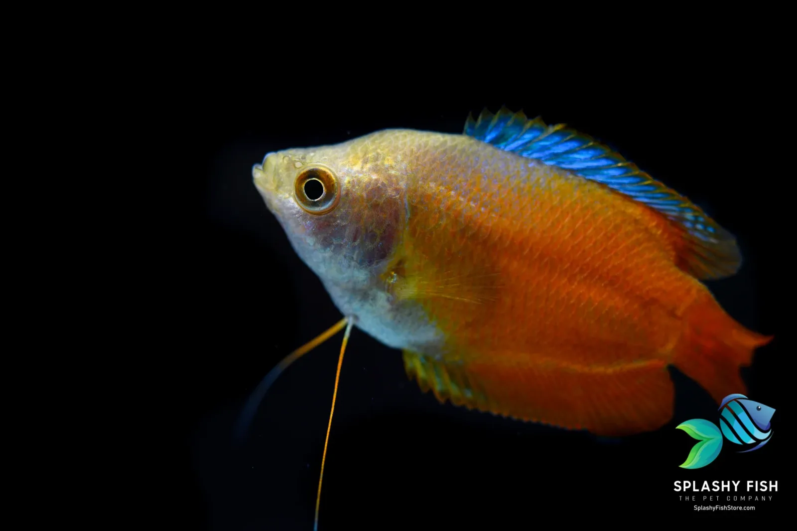 Flame Dwarf Gourami