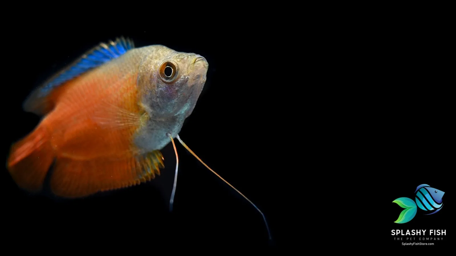 Flame Dwarf Gourami - Image 2