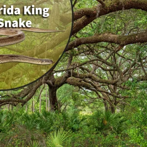 Florida King Snake (Lampropeltis getula floridana) Bioactive Vivarium Kit