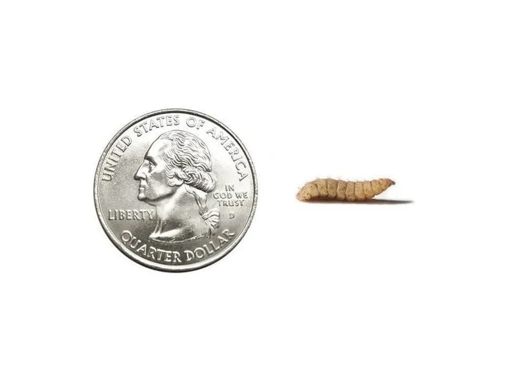 Fly Larvae - Image 2