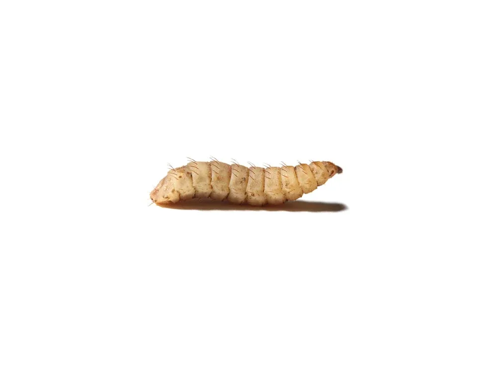 Fly Larvae