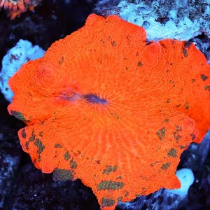 Forest Flames Jawbreaker Disco Mushroom WYSIWYG - SAQ Coral Farm