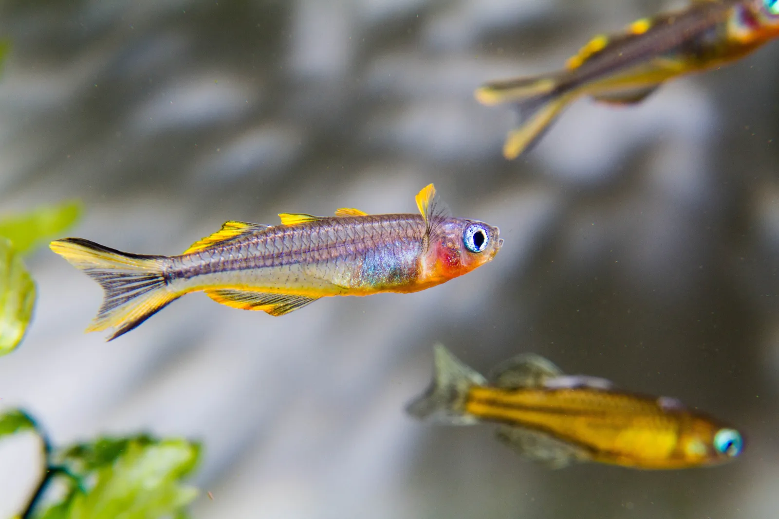 Forktail Rainbowfish (Pseudomugil Furcatus) - Image 2