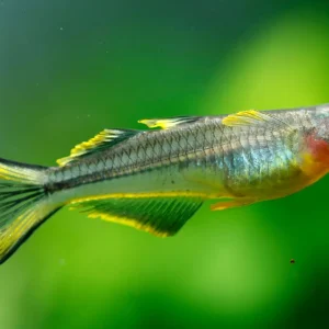 Forktail Rainbowfish (Pseudomugil Furcatus)