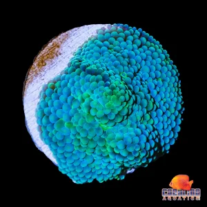 Frag - Ricordea Ultra Blue Green